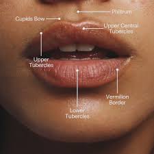image of lip with the sections shown
